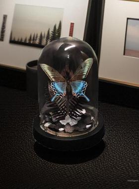 绿带翠凤蝶森林绿皇后真蝴蝶标本艺术玻璃罩摆件手工生日收藏礼物