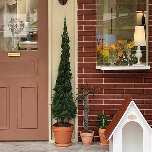 龙柏盆栽松柏塔松圣诞树室内客厅盆栽大型户外庭院好养侧柏真绿植