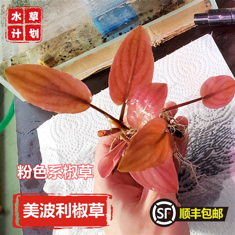 热销美波莉椒草 长叶美波利 水下叶无需二氧化碳鱼缸草缸造景阴性
