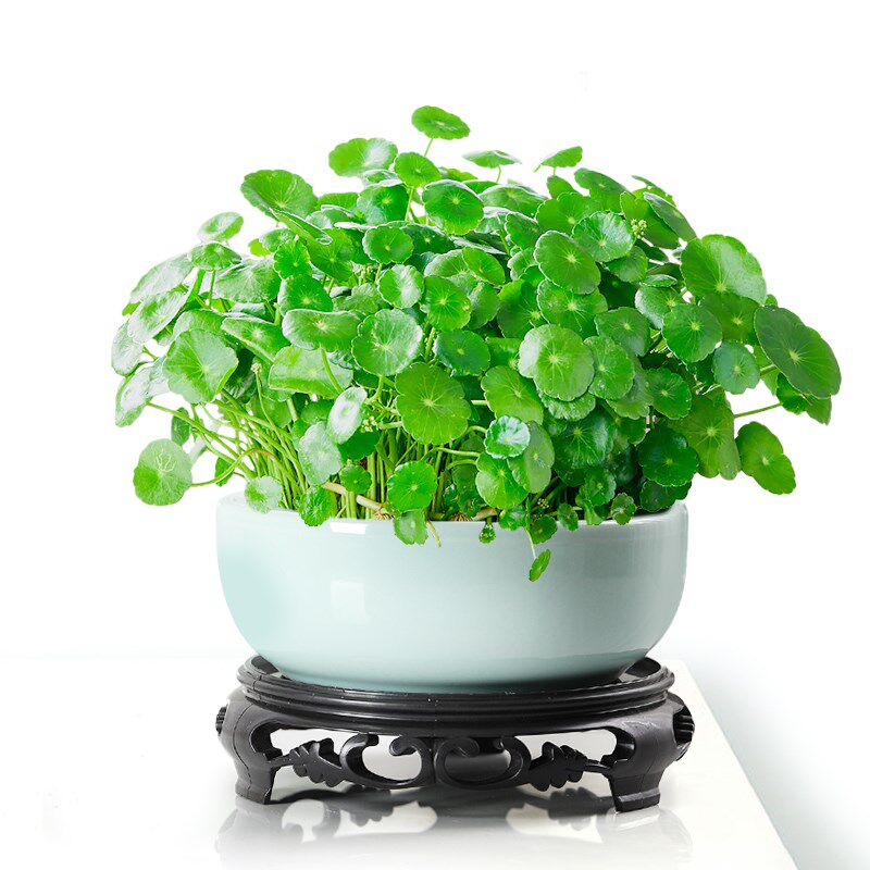 热销带叶铜钱草水培植物办公室内桌面盆栽金钱草绿植室内植物鱼缸