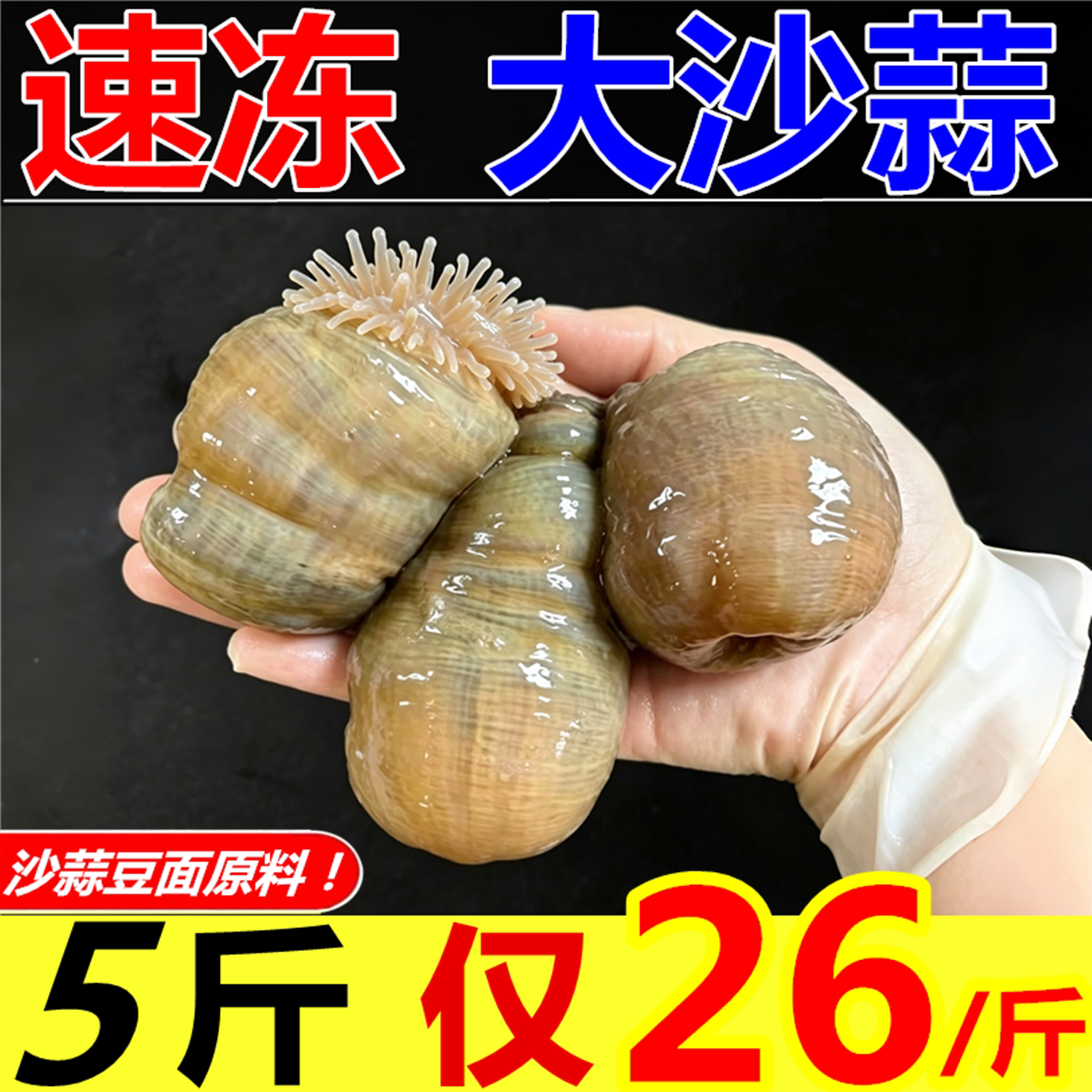 野生海捕新鲜沙蒜海葵大号冷冻图片