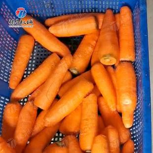 机胡萝卜削皮机 573中央厨净菜加萝工削卜皮设 商用削红萝房卜皮