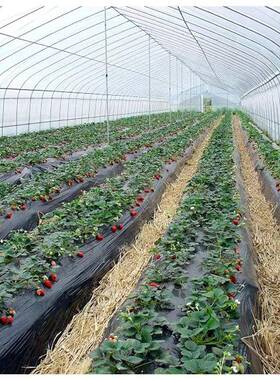 大棚骨架钢管全套业温室殖连种植DNR蔬菜花卉养棚农栋椭圆管