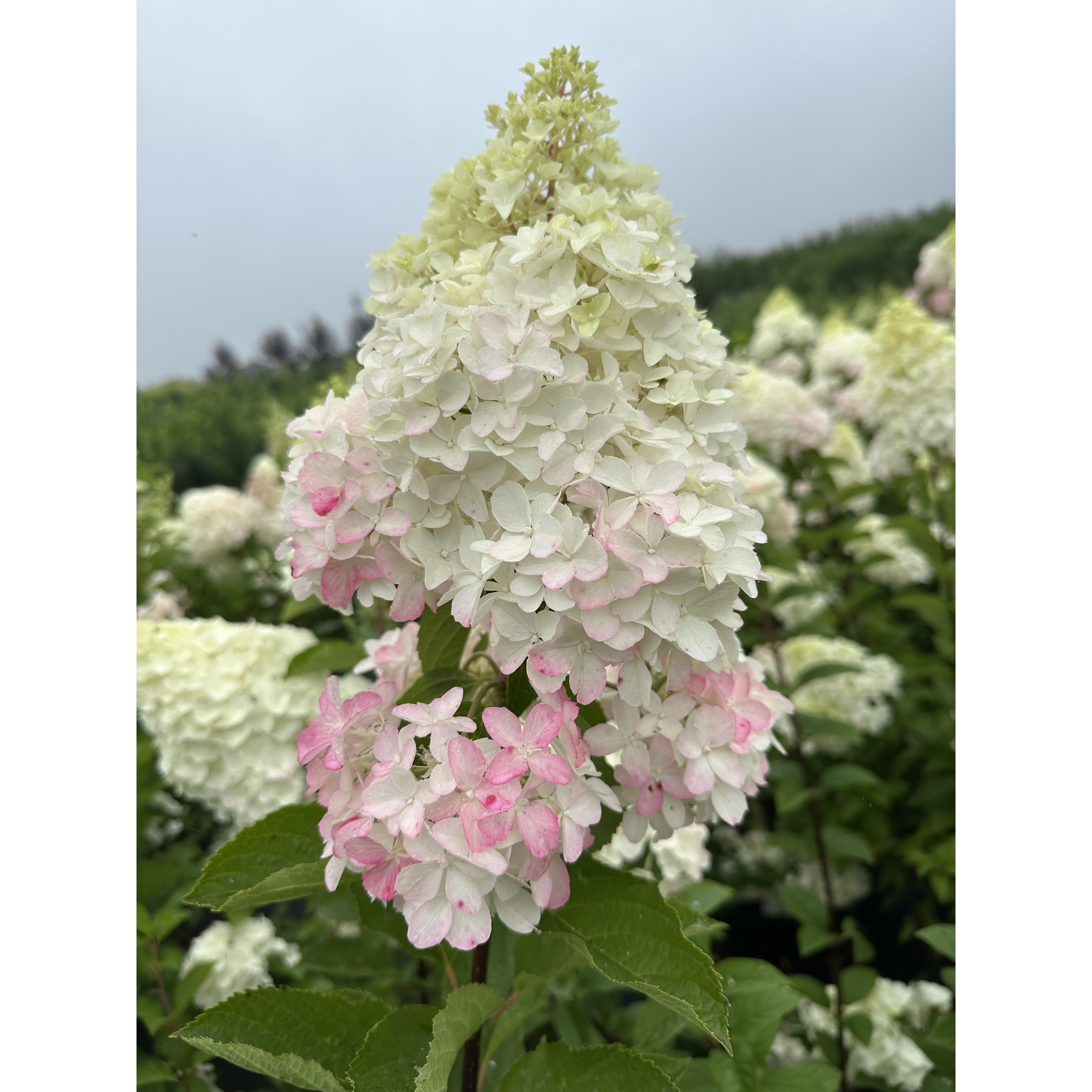 焰舞圆锥绣球盆栽带花苞四季开花阳台庭院耐寒耐热植物