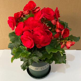 重瓣丽格海棠花盆栽室内阳台四季开花好养大花型玫瑰海棠原土带花