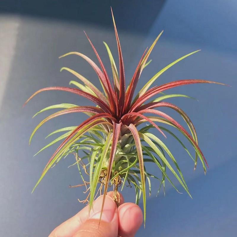 空气凤梨植物稀有品种红雨林绿植盆栽光线好常时间带色