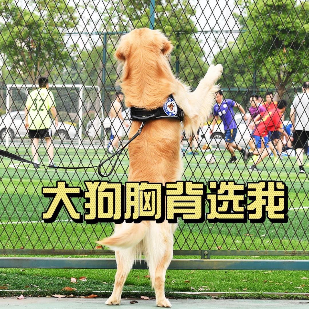 Chukchi狗绳大型犬牵引绳防爆冲金毛胸背带背心式外出遛背带脖套