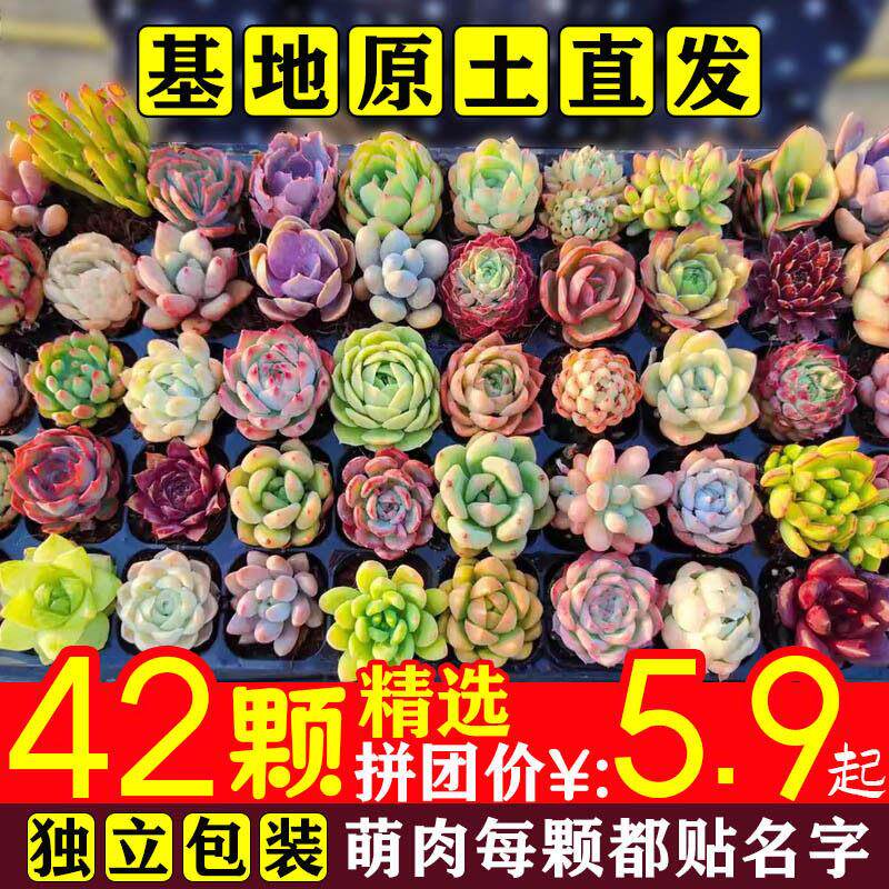 多肉植物小盆栽带盆土豪华套装多肉组合桃蛋玉露绿植花卉园艺