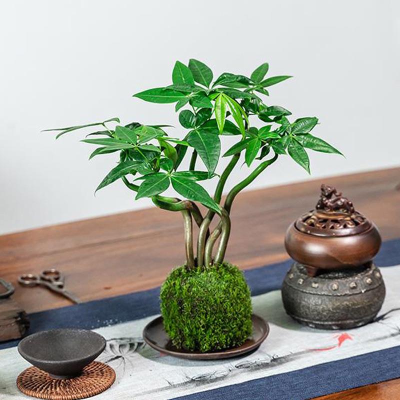 榆树苔玉水培胧月金钱菖蒲盆栽植物室内花茶几桌面四季好养小盆景