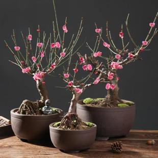 耐寒植物浓香腊梅室内阳台办公室年宵花卉 带叶芽 梅花盆栽四季