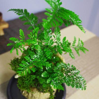 吸水石花盆蕨类植物盆景室内好养绿植办公桌面造型中式造型小盆栽