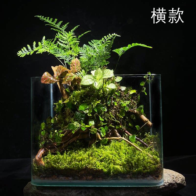 生命之树懒人苔藓雨林缸办公室宿舍桌面diy微景观生态瓶真植物图片