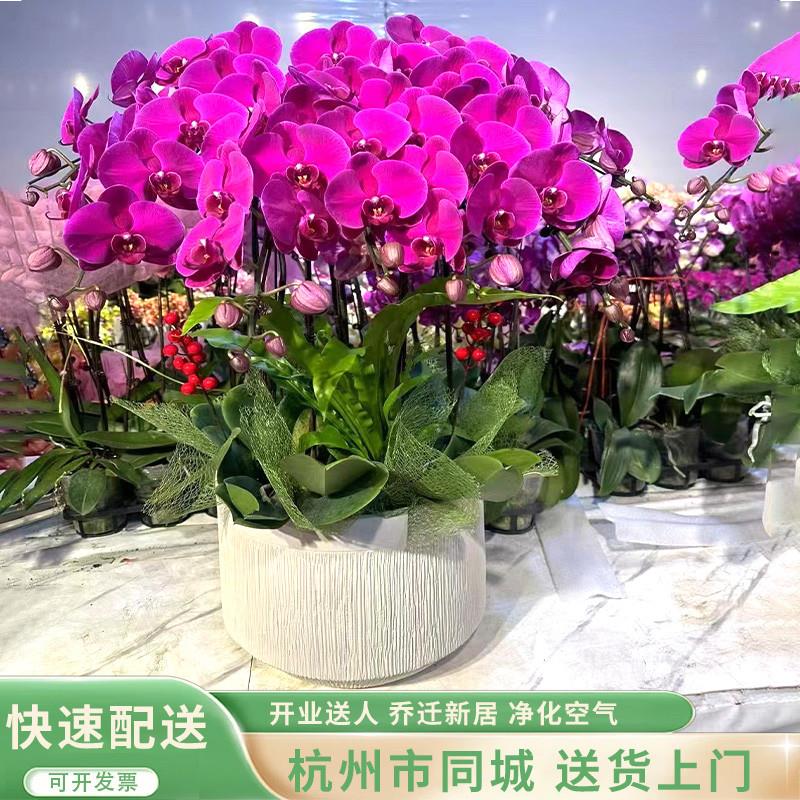蝴蝶兰盆栽带花苞客厅室内开业乔迁鲜花高端植物兰花杭州同城配送