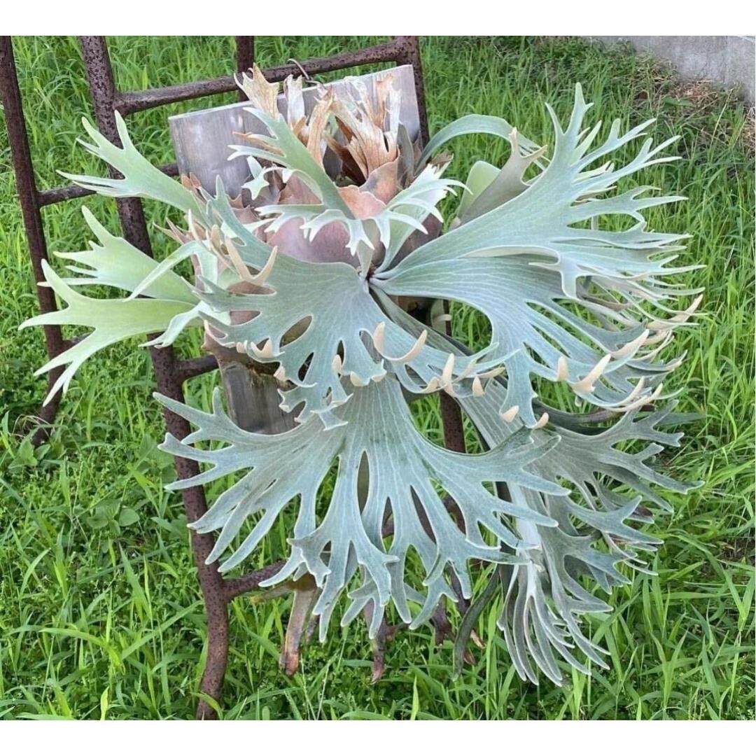 塞尔索鹿角蕨，雪白色的绒毛，颜值超高，板植挂墙装饰网红热植