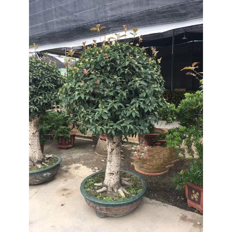 大桂花树桩苗大树5-20公分八月插迁占地老桩赔偿四季桂金丹桂盆景