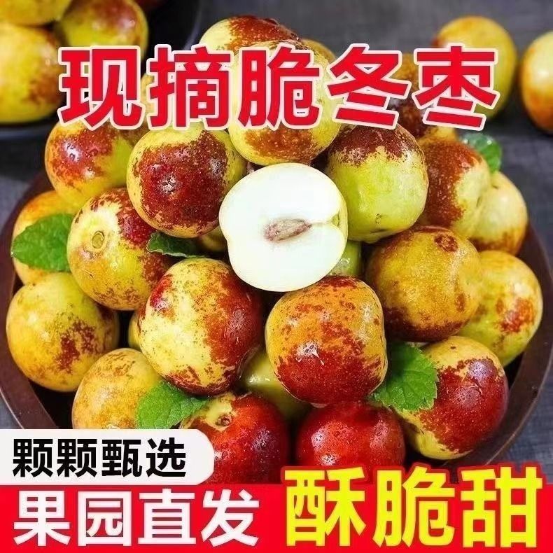 沾化冬枣5斤装新鲜应季枣子脆枣大枣当季水果礼盒装冰糖脆甜精品
