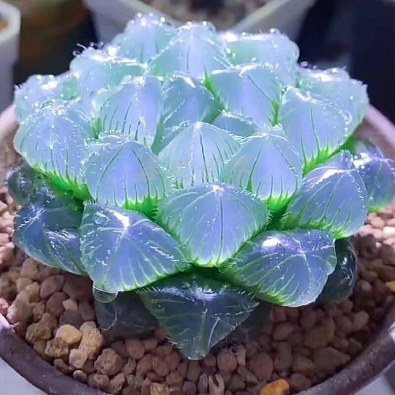 级稀有玉露多肉植物蓝镜无暇玉露公室桌面美观防辐射盆栽花卉
