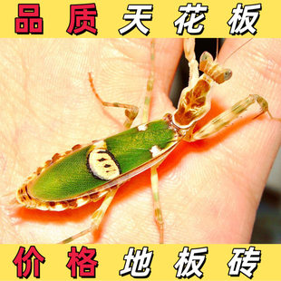 眼斑螳螂观赏昆虫观赏螳螂爬虫大学宠物懒人宠物螳螂说