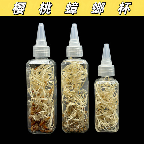 樱桃蟑螂杯樱桃红蟑螂螳螂食物饲料跳蛛食物饲料树蛙食物饲料