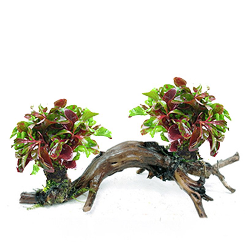 懒人沉木水草新手鱼缸造景淡水植物水榕活体水族箱增氧水下装饰草