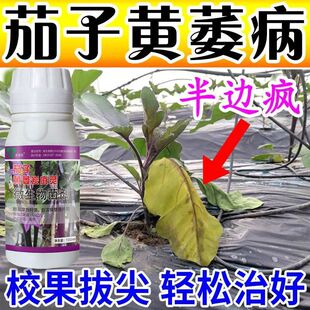 茄子专用药茄子黄萎病炭疽病疫病灰霉病枯萎病根腐病全治菌剂