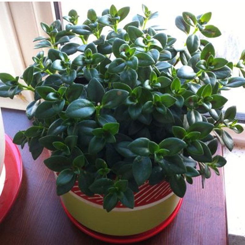 室内盆栽口红吊牡丹吊兰兰金鱼吊兰垂钓花卉 常青吊篮进化空气