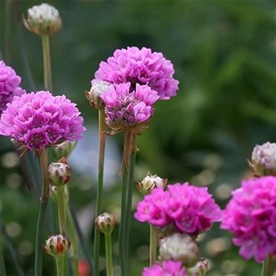 海石竹花苗室外庭院植物阳台花卉多年生四季开花耐寒观花72穴盘苗