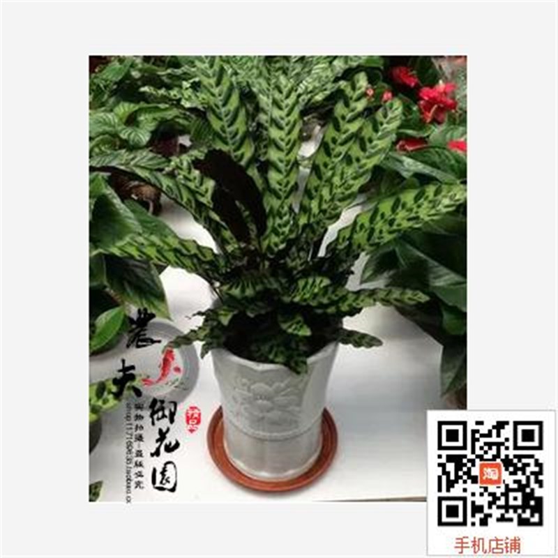 猫眼竹芋豹纹花叶竹芋好养观叶植物绿植盆栽净化空气 客厅