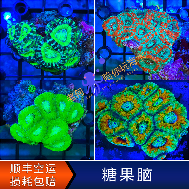 糖果脑 纽扣脑珊瑚 LPS软体荧光珊瑚 海水缸真体活物脑类软体断肢