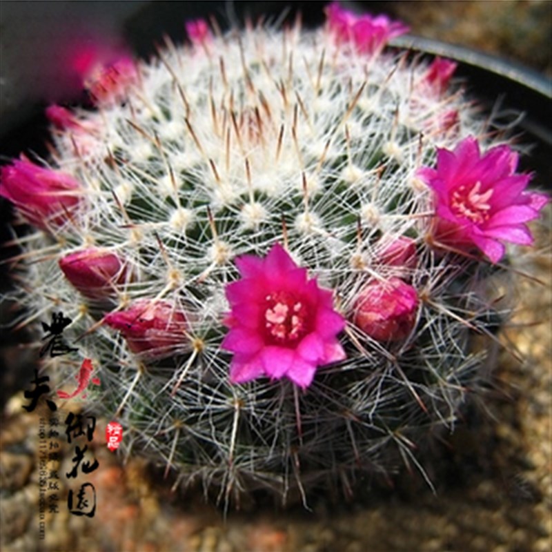 仙人球玉翁办公室桌面会开花的多肉盆栽进化空气花卉盆栽多肉植物