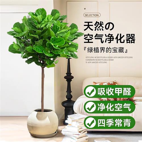 琴叶榕绿植大型盆栽办公室内大叶植物真树吸甲醛客厅四季好养绿植