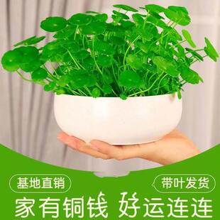 水培植物办公室桌面盆栽金钱草花卉室内水养 铜钱草四季