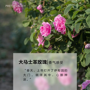 汇美舍 保加利亚大马士革玫瑰精油5ml提亮肤色淡 PrettyValley