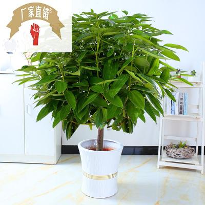 极速大型绿植平安树盆栽大客厅幸福树四季常青绿色植物花卉办公室