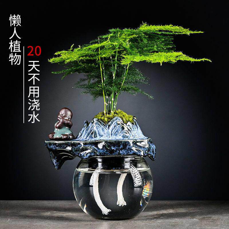 文竹栀子花水养创意懒人自动吸水盆栽花卉室内办公室网红创意植物