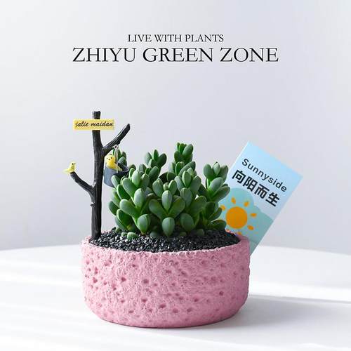 鹿角海棠多肉植物绿色肉肉桌面阳台好养新手绿植室内花卉盆栽礼物