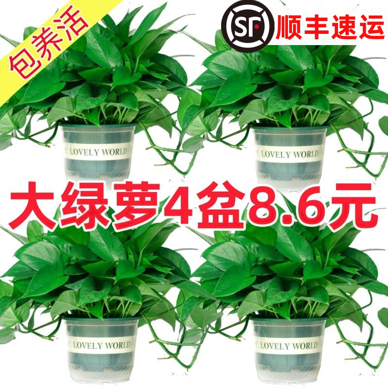 绿萝盆栽室内植物新房家