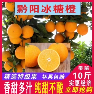 黔阳新鲜冰糖橙怀化洪江市岩垅乡纯甜多汁农家直销质量保障