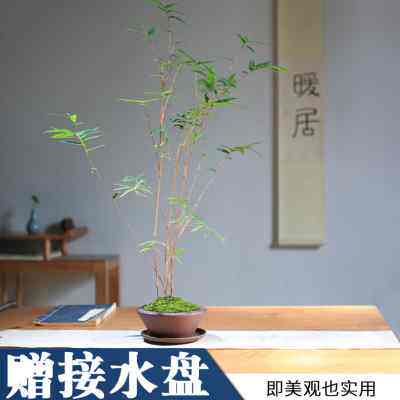 极速红竹桌面盆栽绿植红寒竹红观音竹花叶办公书房庭院阳台竹盆景