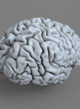 3d打印图纸模型素材文件OBJ大脑STL摆件圆雕图F2708