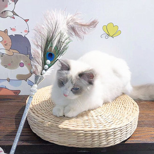 猫玩具新款逗猫棒鸵鸟+孔雀羽毛逗猫玩具互动带铃铛宠物用品