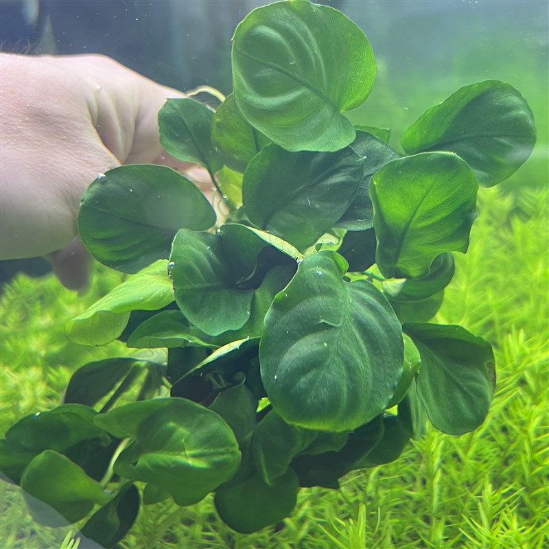 热销金钱榕真正水下叶一精品阴性水草无碳养殖古法缸鱼缸草缸推荐