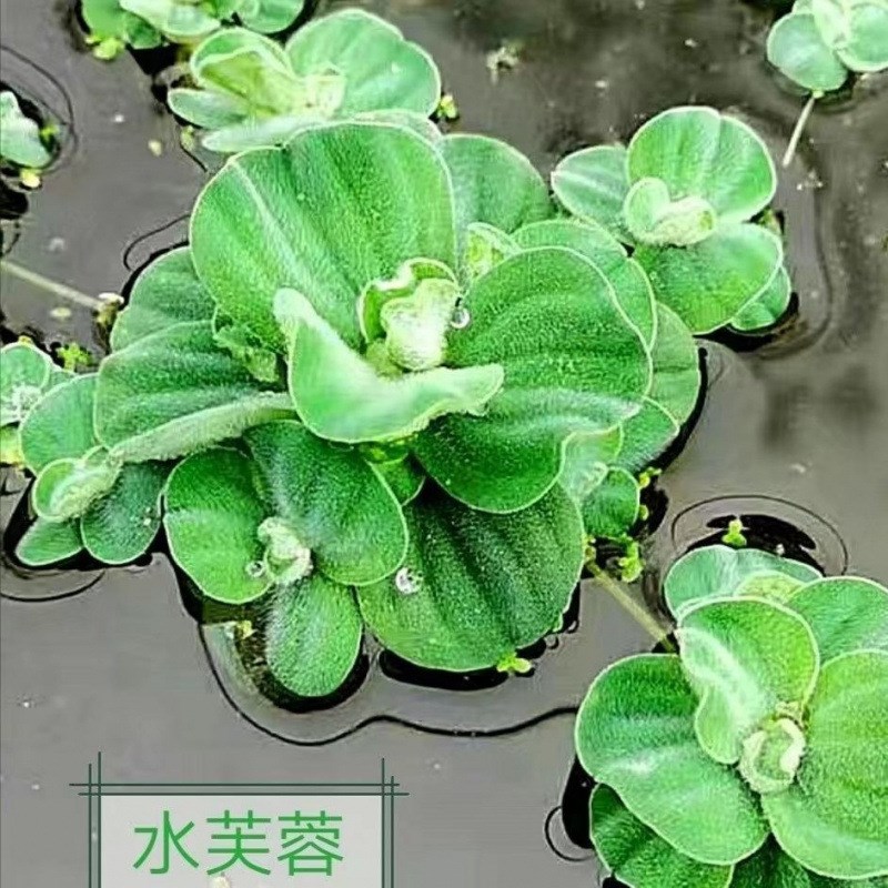 热销小农夫水芙蓉水浮莲水生水草植物水培增氧净化水质鱼龟缸水族