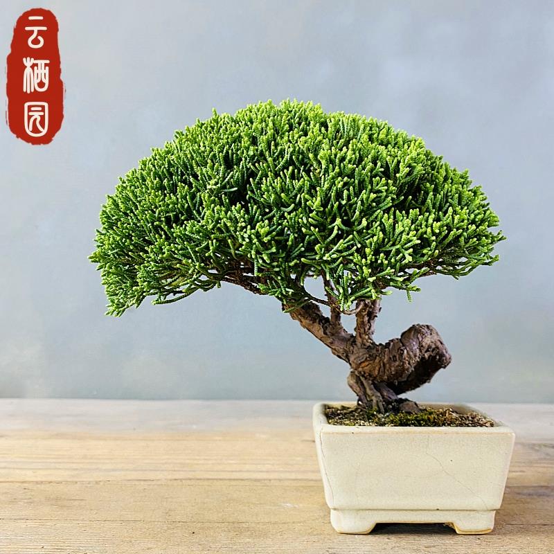 基地直供一物一拍日本济州真柏盆景绿植室内盆栽办公室阳台摆件