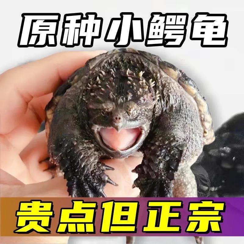 北美小鳄龟凶猛鳄龟食用观赏龟宠物食肉龟北美杂佛小鳄龟,宠物/宠物食品及用品,龟/鳖,淘宝优惠券,粉丝福利购,淘宝优惠卷