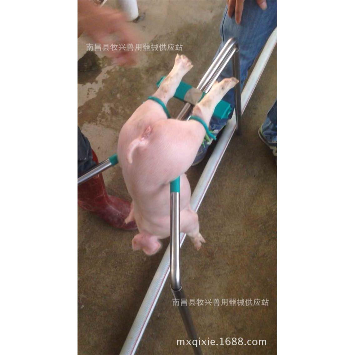 不锈钢阉猪架阉割台阉仔猪器三脚架三脚台倒挂器