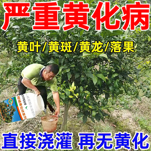 柑橘黄化修复剂桔子树脐橙果树营养液防治卷叶红鼻子黄龙病专用药
