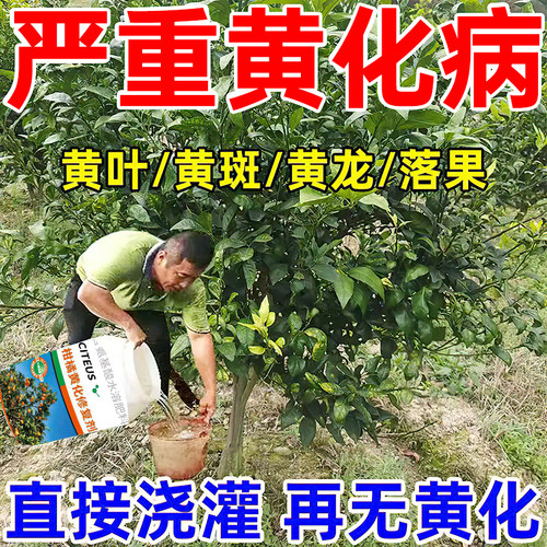 柑橘黄化修复剂防治卷叶红鼻子病