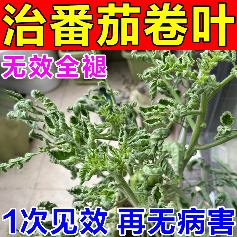 番茄病菌清卷叶病专用治西红柿圣女果缩叶药黄叶卷曲干尖枯萎肥料,农用物资,叶面肥,淘宝优惠券,粉丝福利购,淘宝优惠卷