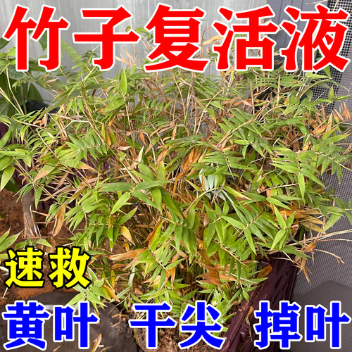 竹子专用营养液强力生根壮苗剂